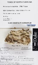 Media resource of Perenniporia narymica