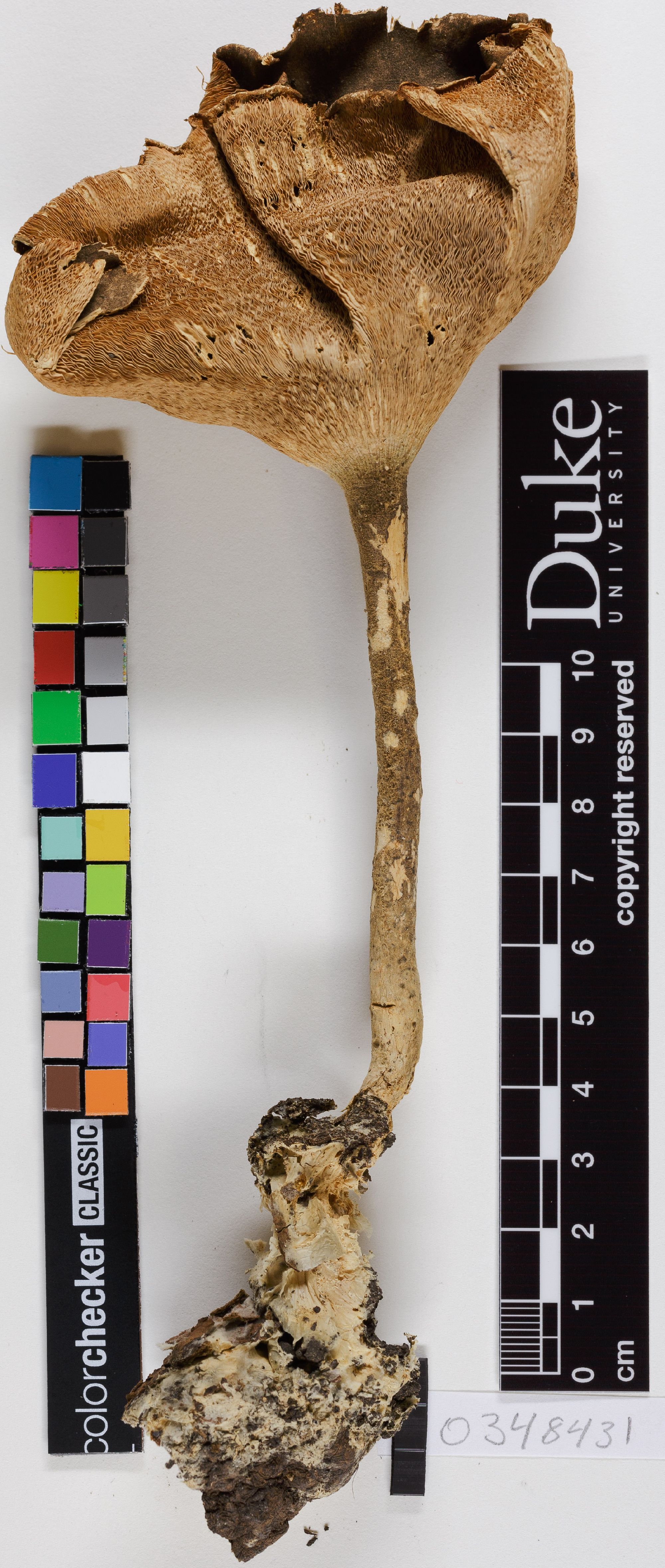 Pleurotus tuber-regium thumbnail
