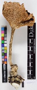Lentinus tuber-regium image