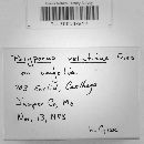 Trametes pubescens image