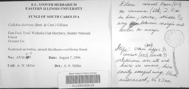 Collybia dichrous image