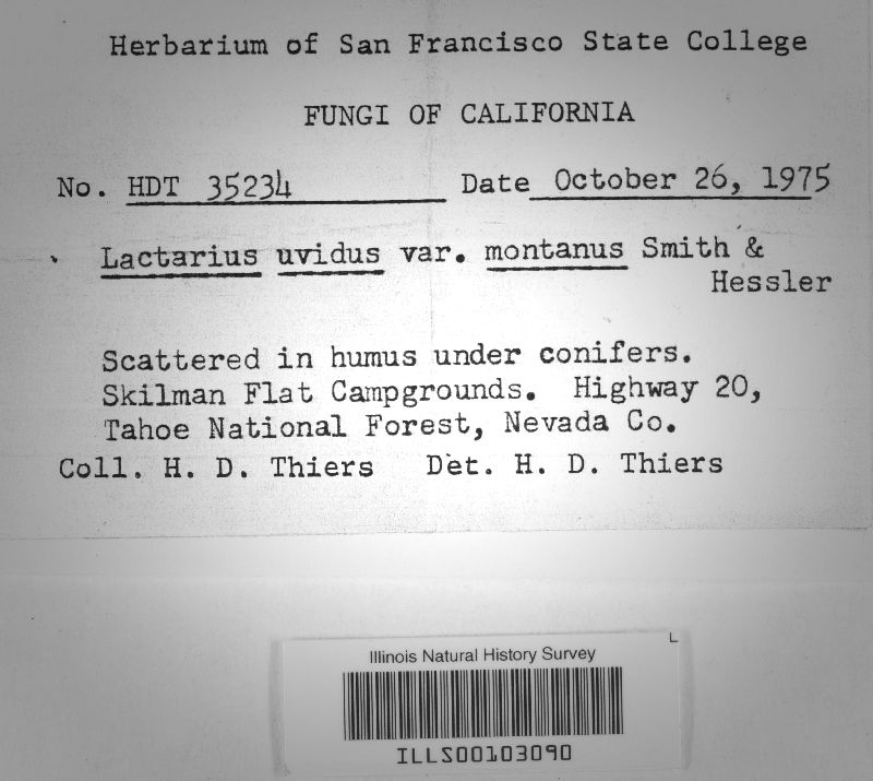 Lactarius montanus image