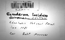 Ganoderma lucidum image