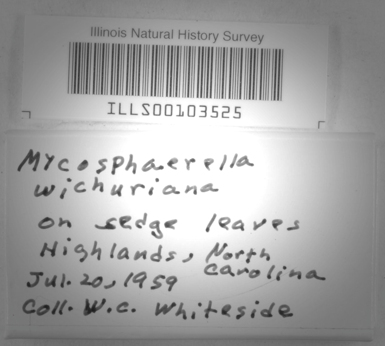 Mycosphaerella wichuriana image