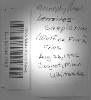 Gloeophyllum sepiarium image