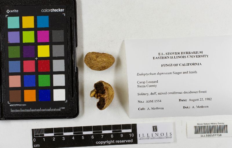 Agaricus inapertus image