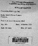 Craterellus fallax image