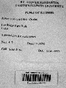 Ramaria stricta image