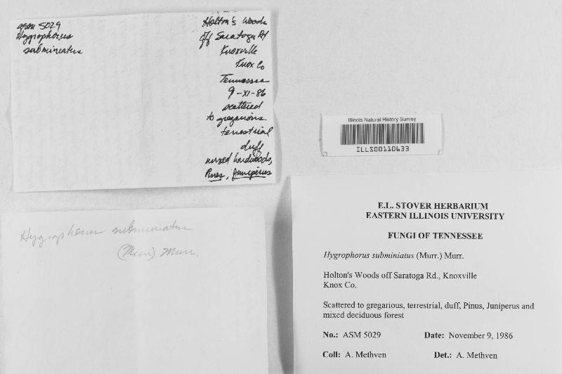 Hygrophorus subminiatus image