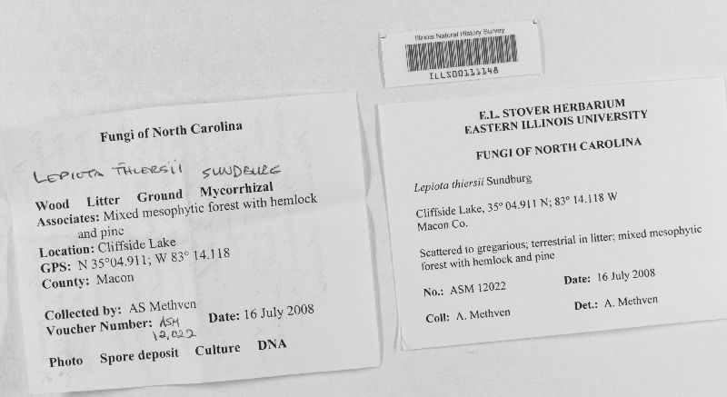 Lepiota thiersii image