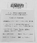 Lactarius vinaceorufescens image