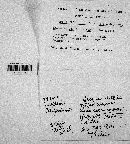 Lactarius californiensis image