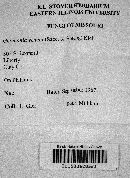 Apiognomonia errabunda image