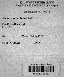 Nectria peziza image