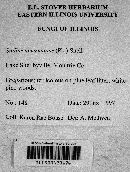 Suillus americanus image