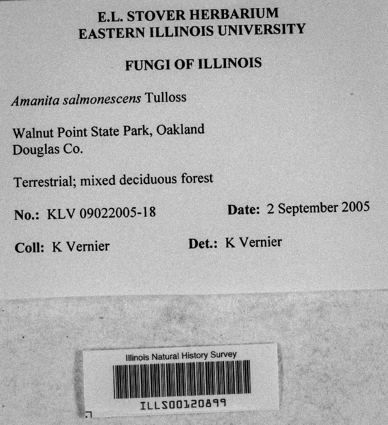 Amanita salmonescens image