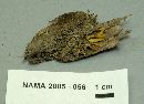 Calocera cornea image