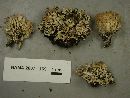 Clavulina coralloides image