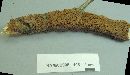 Hydnochaete olivacea image
