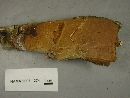 Thumbnail image of current specimen