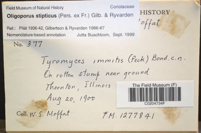 Postia stiptica image