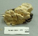 Trametes pubescens image