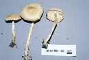 Lepiota clypeolaria image