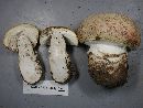 Media resource of Amanita amerimuscaria