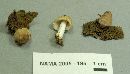 Coprinellus radians image