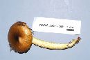 Hygrophorus hypothejus image