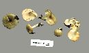 Hygrophorus occidentalis image