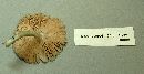 Pluteus salicinus image