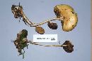 Stropharia alcis image