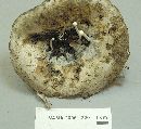 Asterophora lycoperdoides image