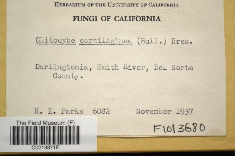 Tricholoma cartilagineum image