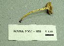 Cyptotrama asprata image