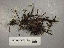 Hemimycena lactea image