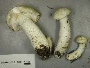 Leucopaxillus albissimus image