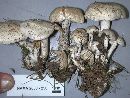 Leucocybe connata image