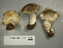Tricholoma virgatum image
