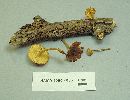 Xeromphalina tenuipes image