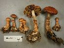 Cortinarius armillatus image