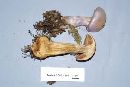 Cortinarius traganus image