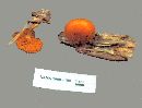 Gymnopilus liquiritiae image