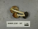 Inocybe praetervisa image