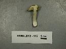 Inocybe sororia image