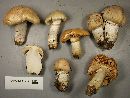 Cortinarius caperatus image