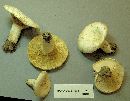 Lactarius glaucescens image