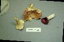 Russula flavisiccans image