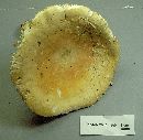 Russula flavisiccans image